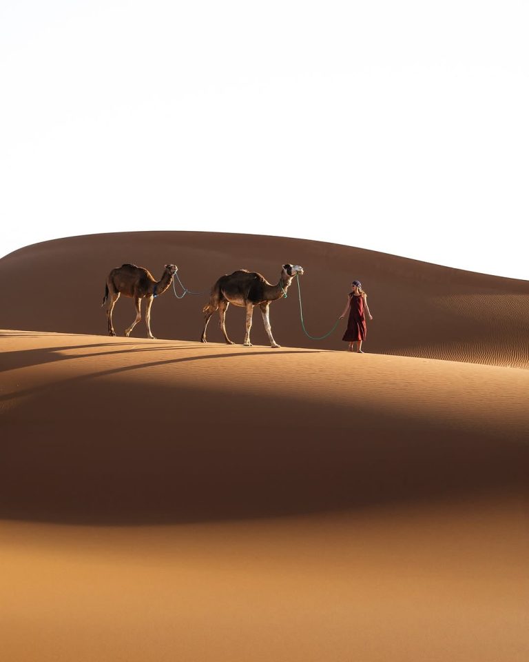Guided Walking Tour Camels walking on a dune in Erg Chebbi – Merzouga