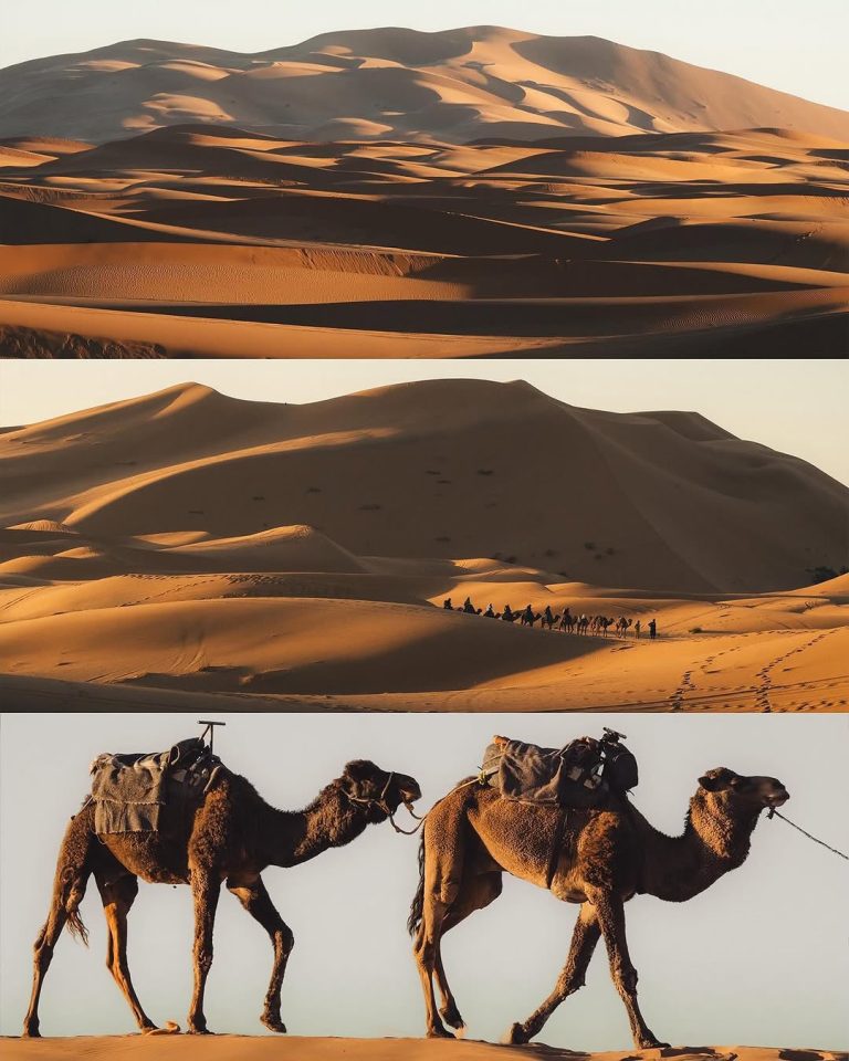 Collage of the Sahara dunes and resting camels – Merzouga