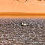 Bird flying over a desert lake near Merzouga – Merzouga, Morocco