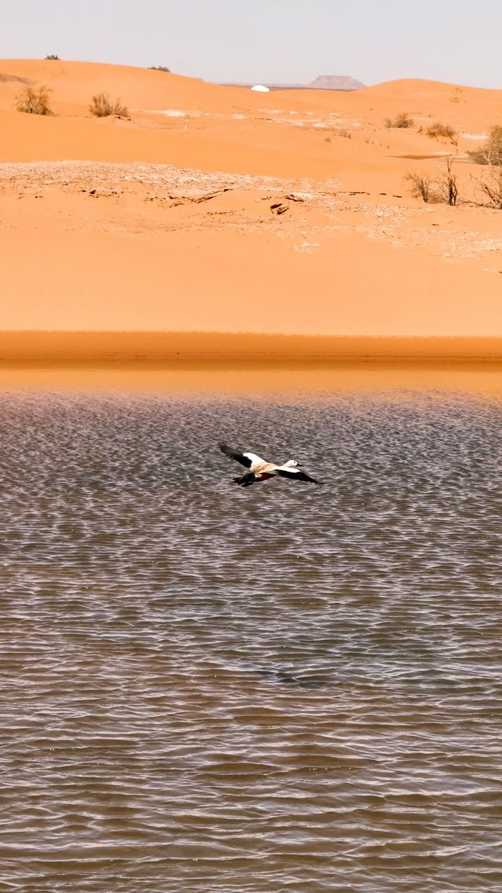 4x4 Desert Excursion Bird flying over a desert lake near Merzouga – Merzouga