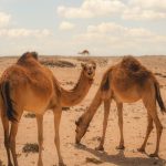Camels grazing in the desert near Merzouga – Merzouga, Morocco