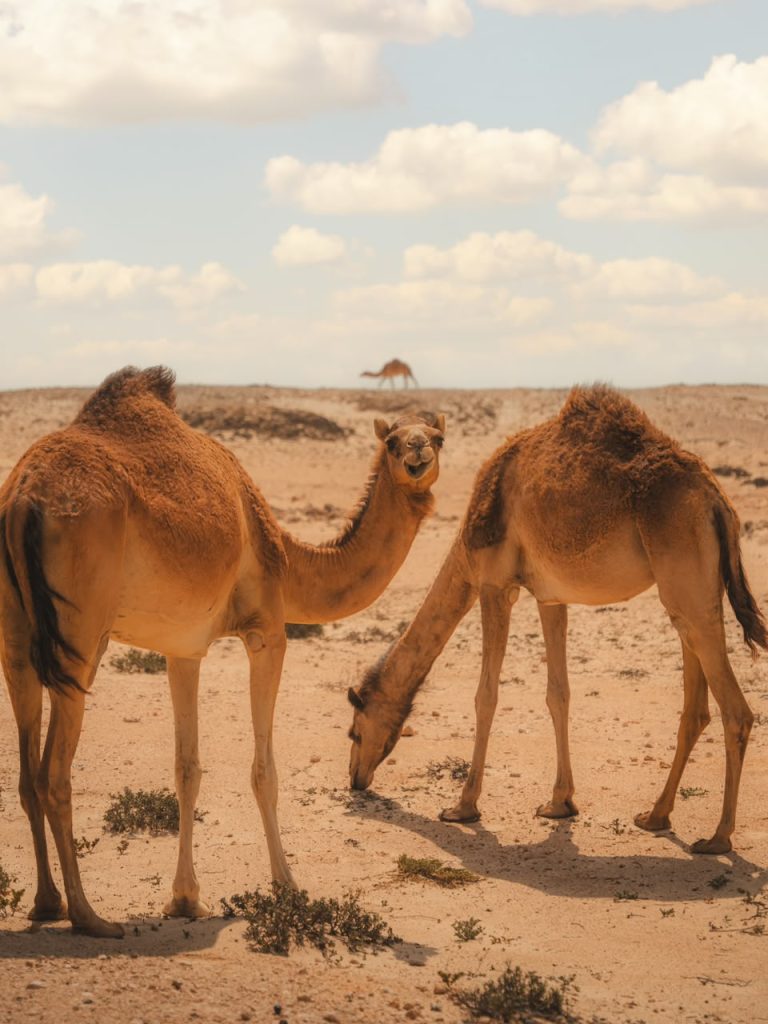 Camels grazing in the desert near Merzouga – Merzouga