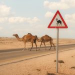 Camels crossing the road next to a camel warning sign – Merzouga, Morocco