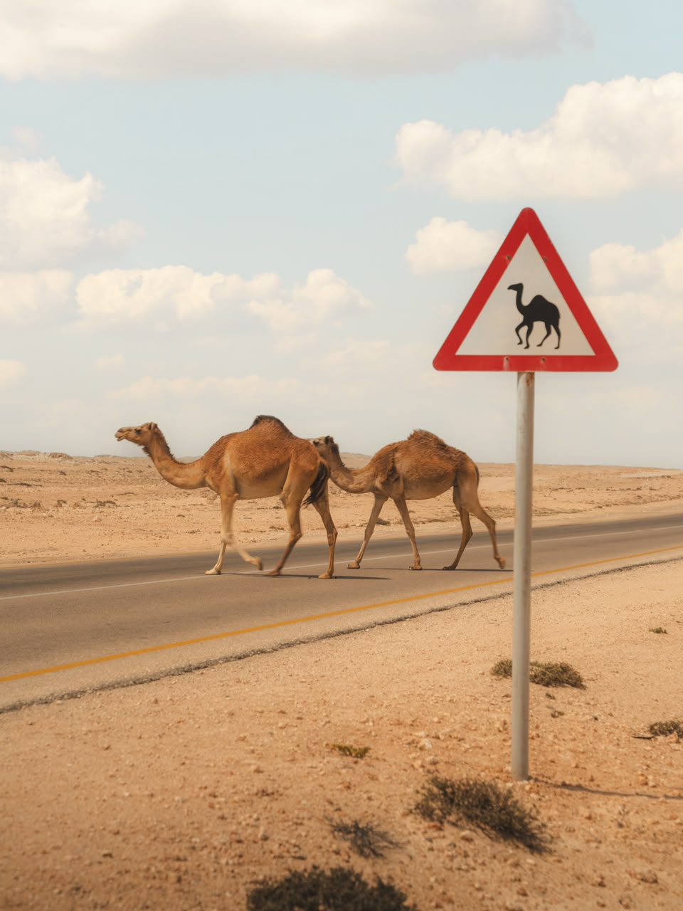 Camel Ride Camels crossing the road next to a camel warning sign – Merzouga
