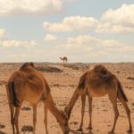 Camels in the desert under a blue sky – Merzouga, Morocco