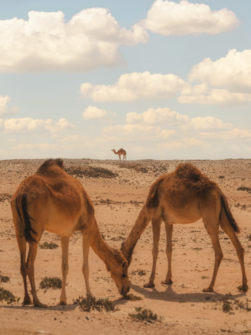 Camel Ride Camels in the desert under a blue sky – Merzouga