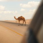 Camel crossing a desert road – Merzouga, Morocco