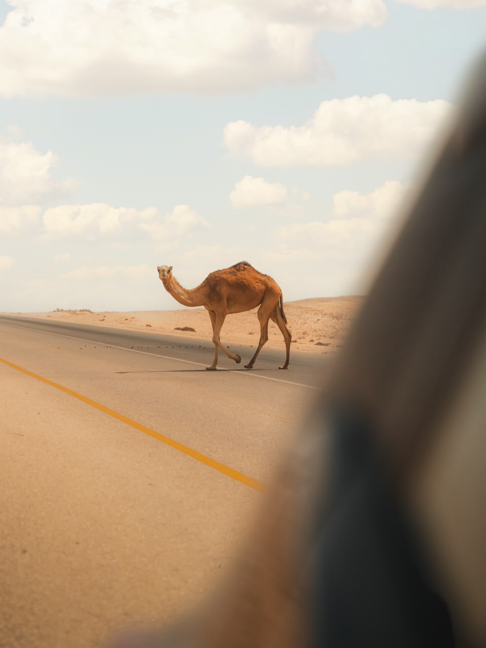 4x4 Desert Excursion Camel crossing a desert road – Merzouga