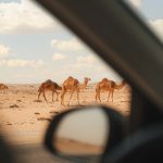 Camels seen through a car window on the way to Merzouga – Merzouga, Morocco