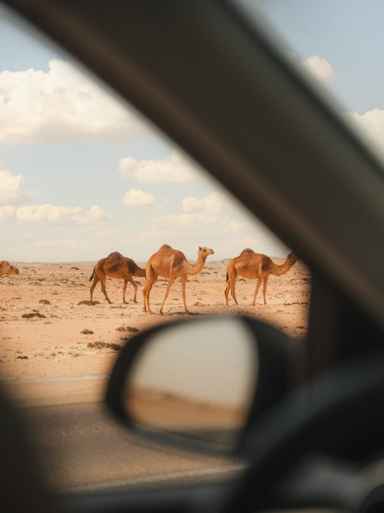 Private Transport in Morocco Camels seen through a car window on the way to Merzouga – Merzouga