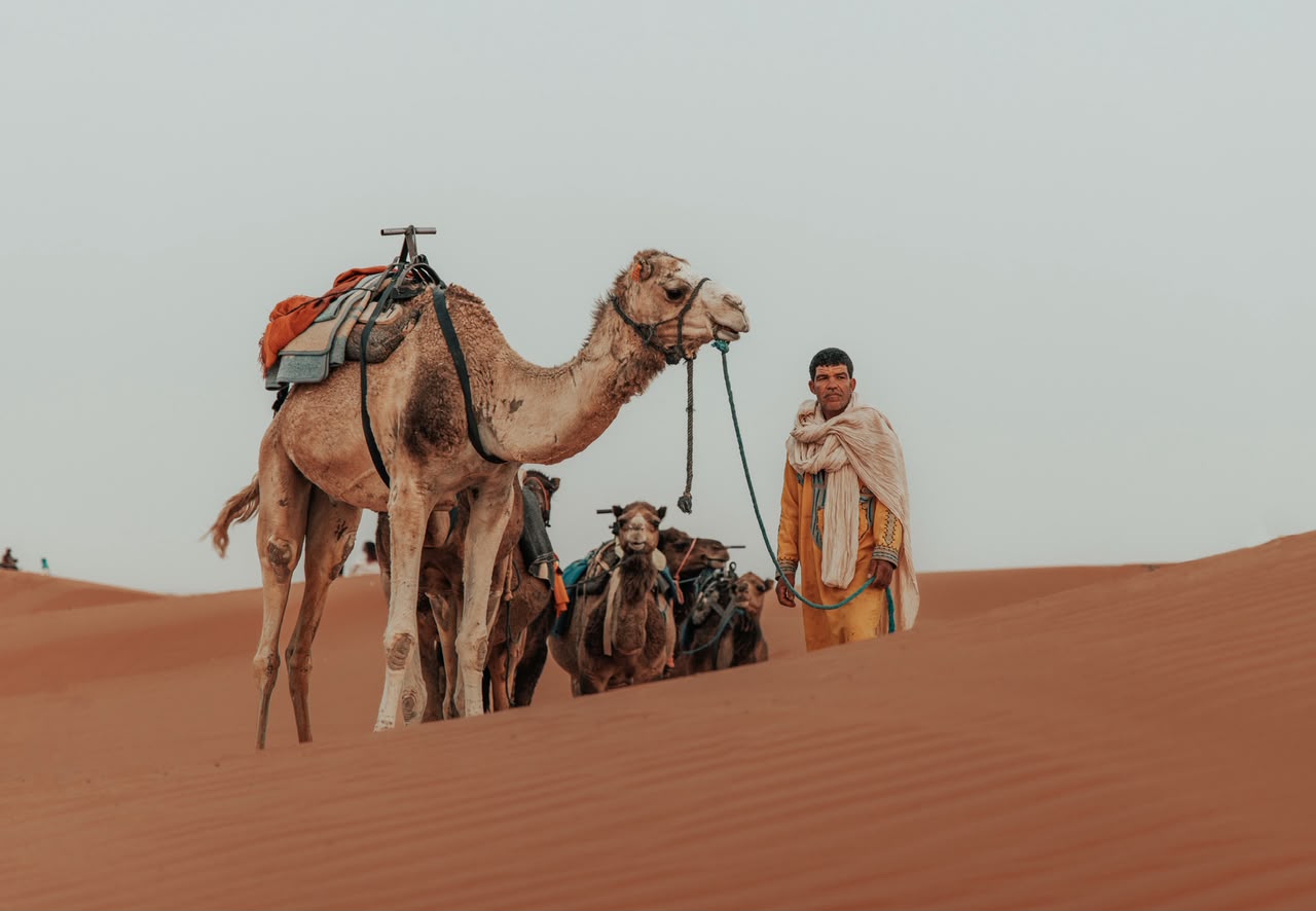 Camel Ride Camels and their Berber guide on the dunes – Merzouga