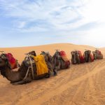 Camels with colourful saddles resting in the desert – Merzouga, Morocco