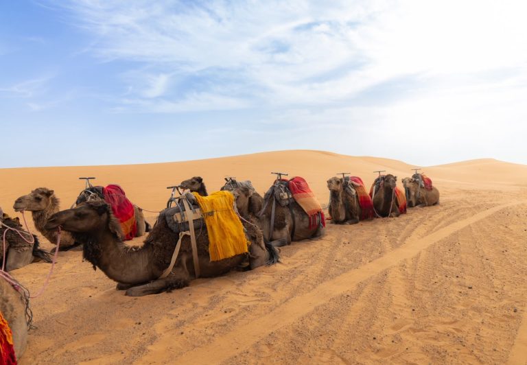 Camels with colourful saddles resting in the desert – Merzouga